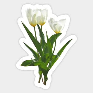 Backlet White Tulips Sticker